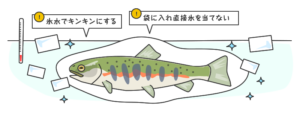 渓流魚の締め方や持ち帰り方 魚を釣った後にするべきことは Mukachi