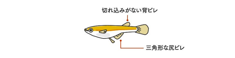 メダカの飼育方法 稚魚の育て方や繁殖について Mukachi